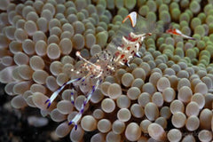 Ancylomenes holthuisi