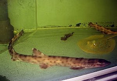 Atelomycterus macleayi