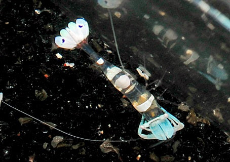 Ancylomenes magnificus