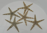 Archaster typicus