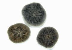 Brissus spp. (Sand dollar flat)