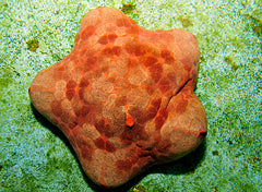 Culcita novaeguineae