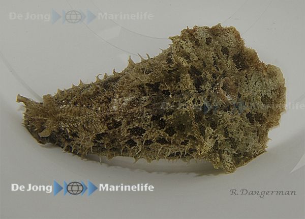 Dolabella auricularia