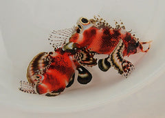 Dendrochirus biocellatus