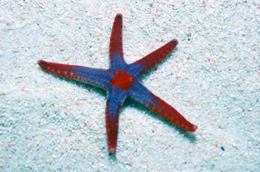 Fromia monilis