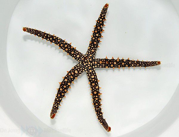 Gomophia egyptiaca