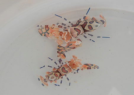 Hymenocera picta