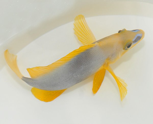 Hypoplectrus guttavarius