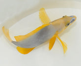 Hypoplectrus guttavarius