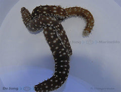 Holothuria (Mertensiothuria) hilla