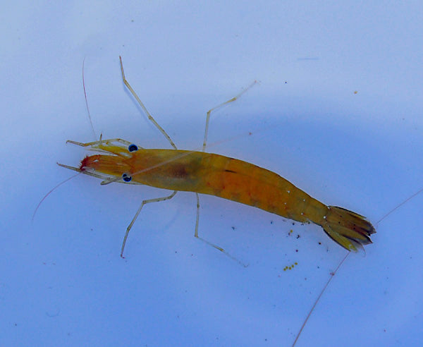 Hayashidonus japonicus