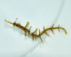 Halicampus macrorhynchus