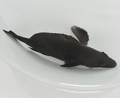 Hypoplectrus nigricans