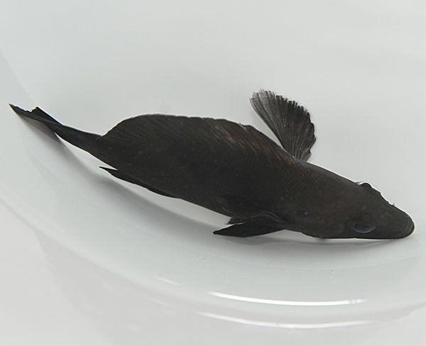 Hypoplectrus nigricans