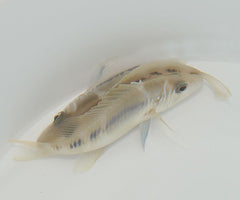 Hypoplectrus puella