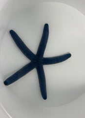 Linckia laevigata