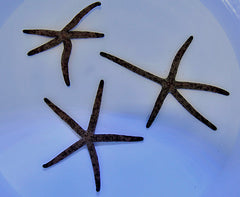 Linckia multiflora