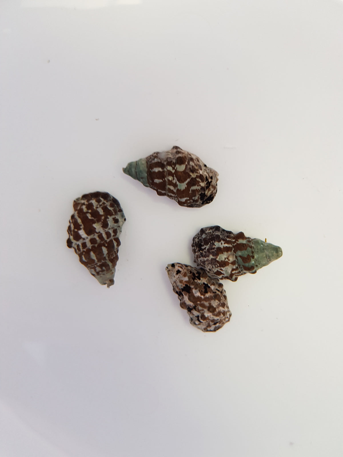 Cerithium caeruleum