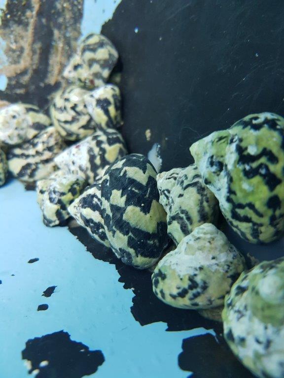 Cittarium pica