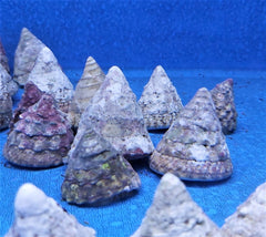 Tectus fenestratus (Show)