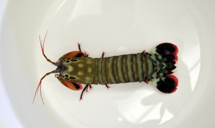 Odontodactylus scyllarus