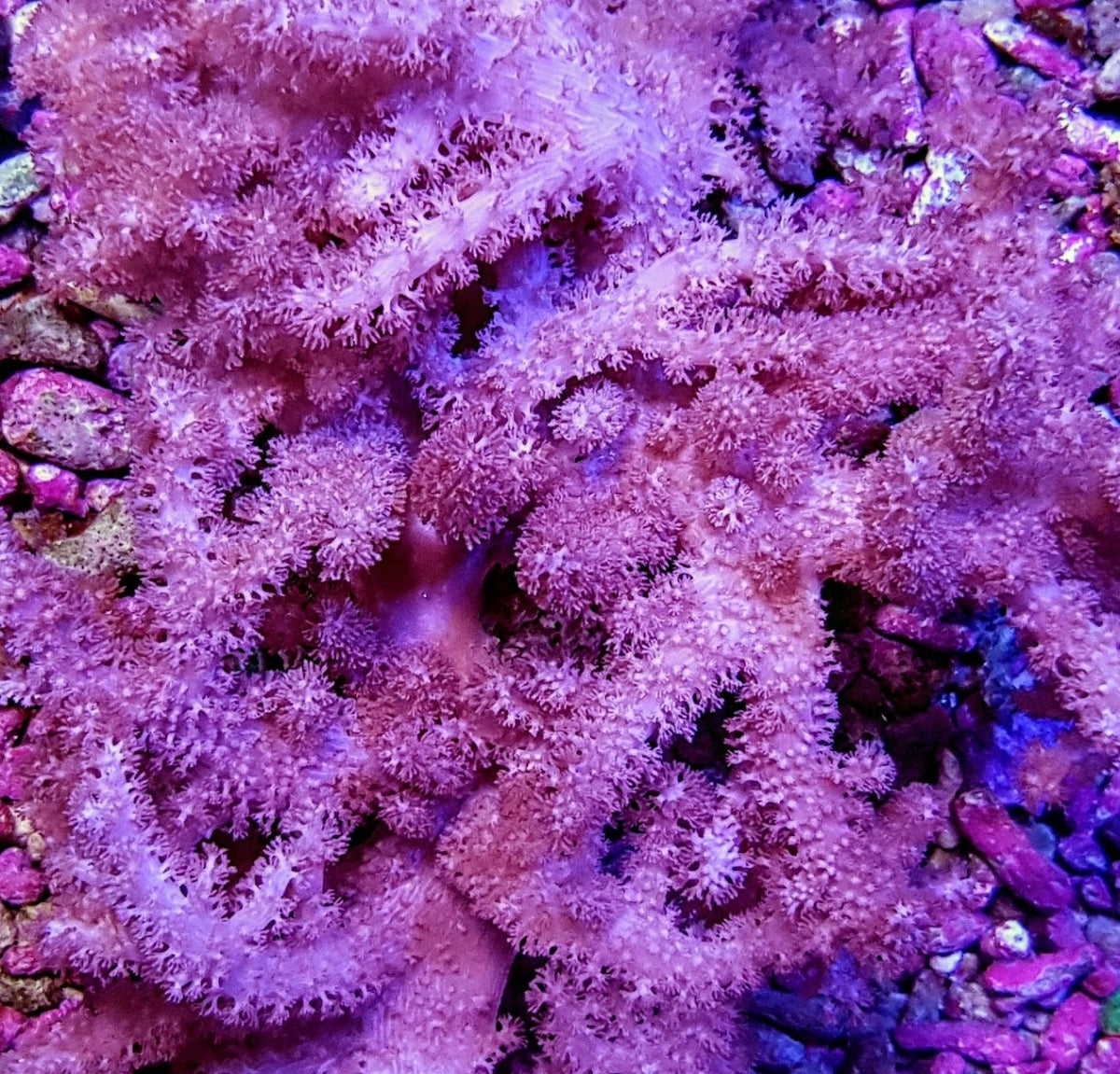 Klyxum spp. (Colt)