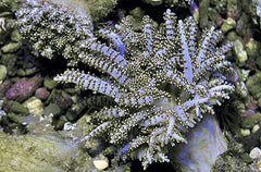 Studeriotes longiramosa