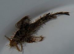 Pteroidichthys amboinensis