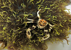 Anemone + Neopetrolisthes