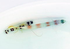 Amblyeleotris yanoi + Alpheus randalli