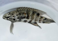 Plesiops corallicola