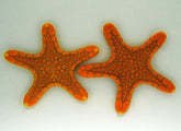 Pentagonaster duebeni (Orange)