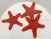 Pentagonaster duebeni (Red)