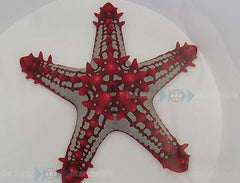 Protoreaster linckii