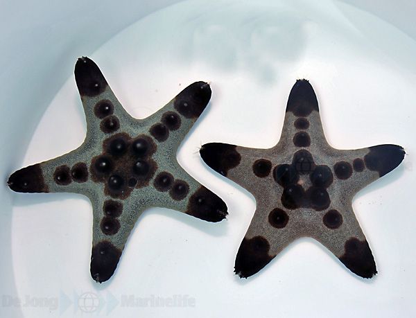 Protoreaster nodosus