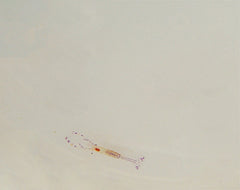 Periclimenes pedersoni