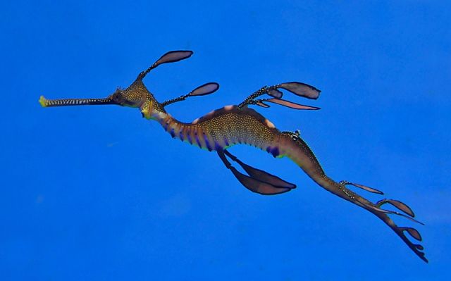 Phyllopteryx taeniolatus (Temperate water)