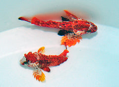 Paracentropogon zonatus