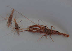 Rhynchocinetes durbanensis