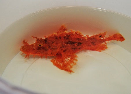 Rhinopias frondosa (Orange)