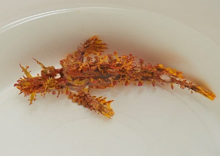 Rhinopias frondosa (Yellow)