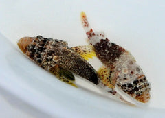Scorpaenodes caribbaeus