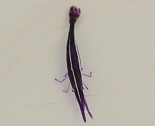 Stegopontonia commensalis