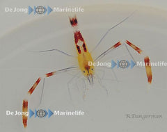 Stenopus cyanoscelis