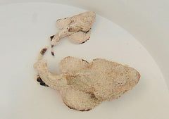 Scorpaenopsis diabolus