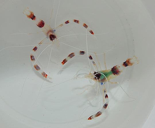 Stenopus hispidus (Pair)