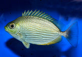 Siganus javus