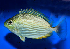 Siganus javus