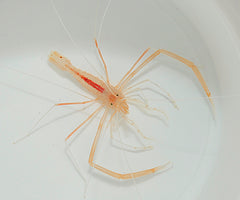 Stenopus pyrsonotus (Pair)