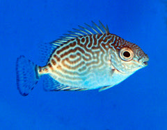 Siganus spinus